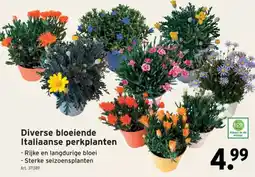 GAMMA Diverse bloeiende Italiaanse perkplanten aanbieding