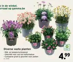 GAMMA Diverse vaste planten aanbieding