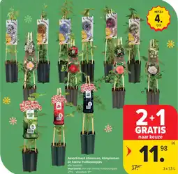 Carrefour Assortiment klimrozen, klimplanten en kleine fruitboompjes aanbieding