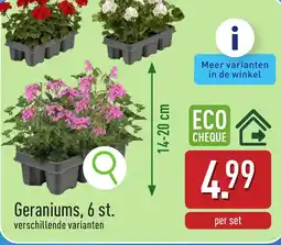 ALDI Geraniums aanbieding