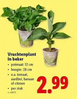 Lidl Vruchtenplant in beker aanbieding
