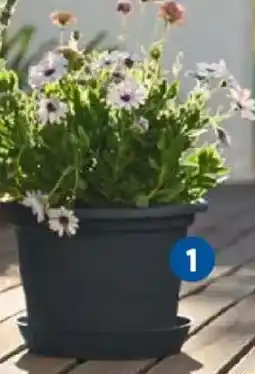 Lidl Parkside bloempot met schotel aanbieding