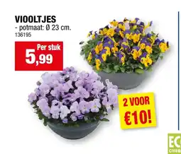 Hubo Viooltjes aanbieding
