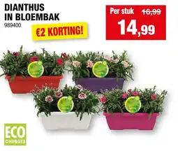 Hubo Dianthus in bloembak aanbieding