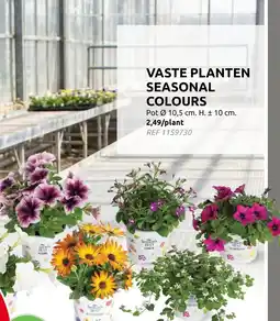 Brico Vaste planten seasonal colours aanbieding