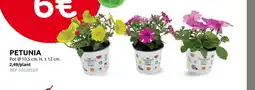 Brico Petunia aanbieding
