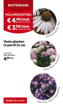 AVEVE Vaste planten in pot Ø 11 cm aanbieding