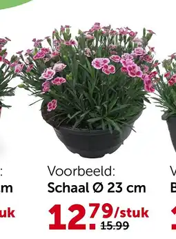 AVEVE Schaal Ø 23 cm aanbieding
