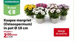 AVEVE Kaapse margriet (Osteospermum) in pot Ø 10 cm aanbieding