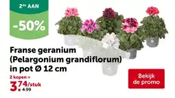 AVEVE Franse geranium (Pelargonium grandiflorum) in pot Ø 12 cm aanbieding