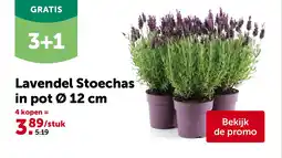 AVEVE Lavendel Stoechas in pot Ø 12 cm aanbieding