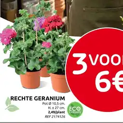 Brico Rechte geranium aanbieding