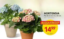 Brico Hortensia aanbieding