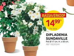 Brico Dipladenia sundaville aanbieding