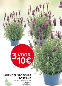 Brico Lavendel stoechas toscane aanbieding