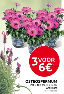 Brico Osteospermum aanbieding