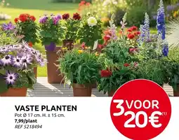 Brico Vaste planten aanbieding