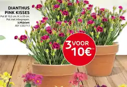 Brico Dianthus pink kisses aanbieding