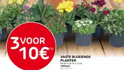 Brico Vaste bloeiende planten aanbieding