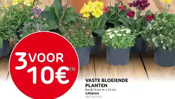 Vaste bloeiende planten