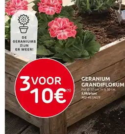 Brico Geranium grandiflorum aanbieding