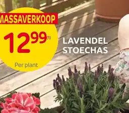 Brico Lavendel stoechas aanbieding