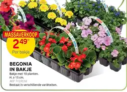 Brico Begonia in bakje aanbieding