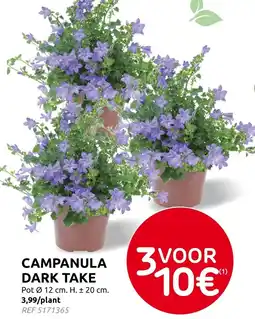 Brico Campanula dark take aanbieding