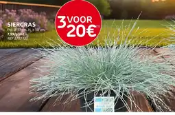 Brico Siergras aanbieding