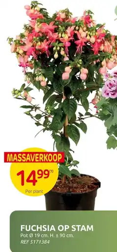 Brico Fuchsia op stam aanbieding
