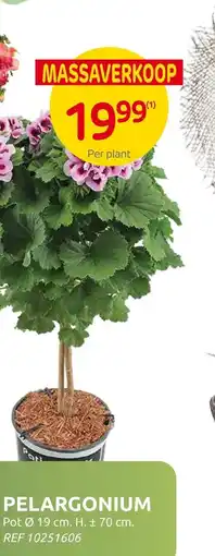 Brico Pelargonium aanbieding