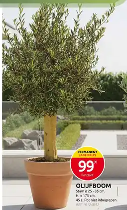 Brico Olijfboom aanbieding