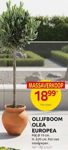Brico Olijfboom olea europea aanbieding