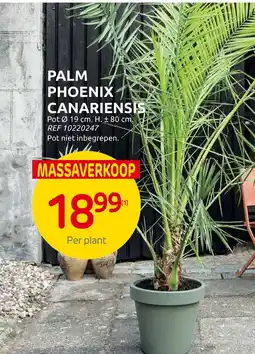 Brico Palm phoenix canariensis aanbieding