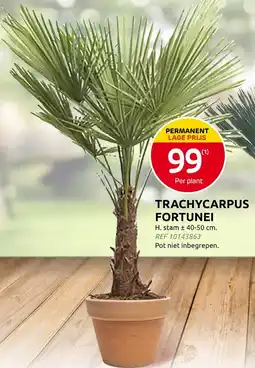 Brico Trachycarpus fortunei aanbieding