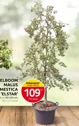 Brico Appelboom malus domestica elstar aanbieding