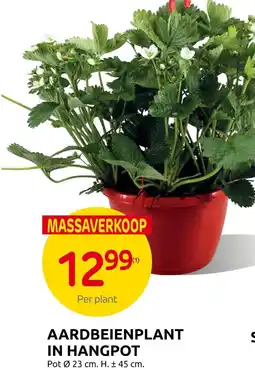 Brico Aardbeienplant in hangpot aanbieding