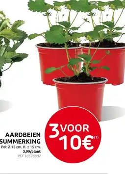 Brico Aardbeien summerking aanbieding