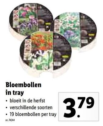 Bloembollen in tray