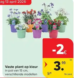 Carrefour Vaste plant op kleur aanbieding