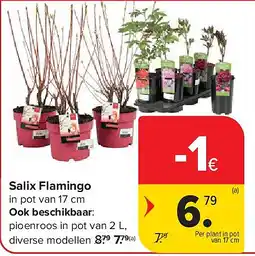 Carrefour Salix Flamingo aanbieding