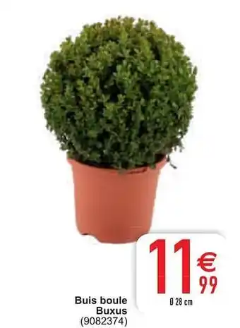 Cora Buis boule buxus aanbieding