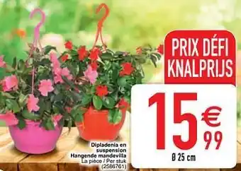 Cora Dipladenia en suspension hangende mandevilla aanbieding