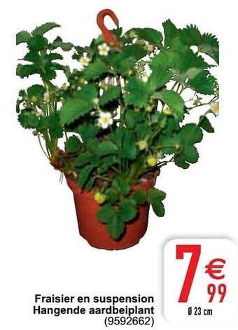 Cora Fraisier en suspension hangende aardbeiplant aanbieding