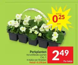 Intermarché Perkplanten aanbieding