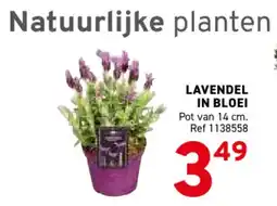 Trafic Lavendel in Bloei aanbieding