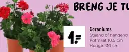 Jumbo Geraniums aanbieding