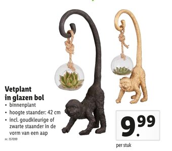 Lidl Vetplant in glazen bol aanbieding