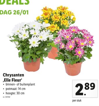 Lidl Chrysanten, Elle Fleur aanbieding