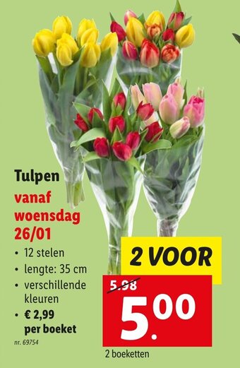 Lidl Tulpen aanbieding
